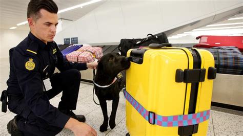 carrying fake bag through customs australia|australian border force customs.